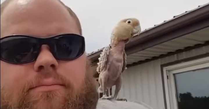 Даже голый попугай может быть оптимистом. Какаду станцевал на плече хозяина-вейпера