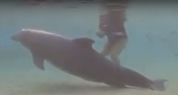 Дайверы стали свидетелями рождения дельфиненка