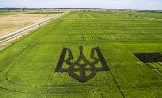 В Херсонской области вырастили гигантский тризуб из черного риса