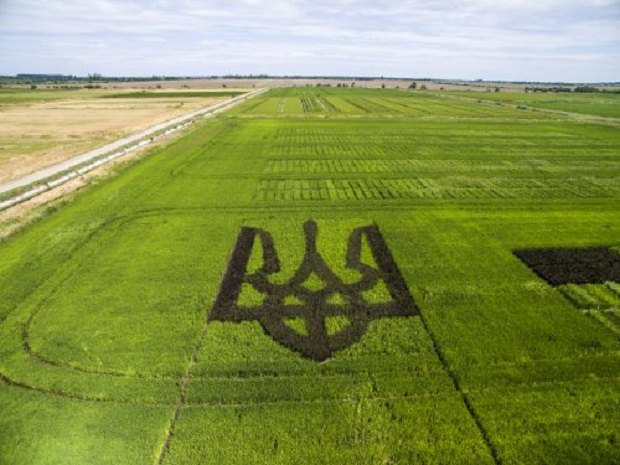 В Херсонской области вырастили гигантский тризуб из черного риса 5