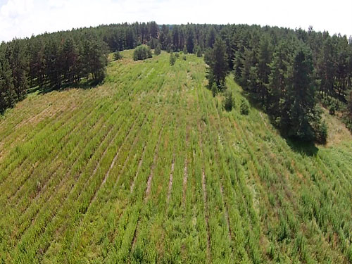 Конопля в лесу. Целых 5 га. Сеяли не руками