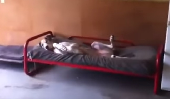 Утро добрым не бывает? У собак тоже! Даже ради прогулки этот дог не хочет вставать с постели