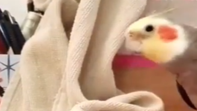 Пусть и у вас сегодня все получится. Попугай сыграл мелодию из телесериала Семейка Аддамс