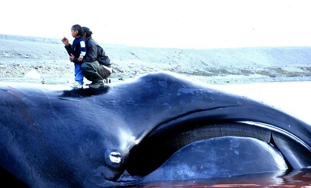 Самые старые животные на земле. Неожиданные выводы