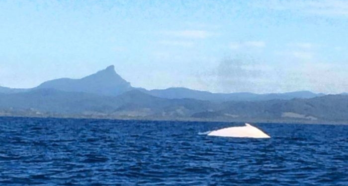 Совсем белый. К берегам Австралии приплыл кит-альбинос