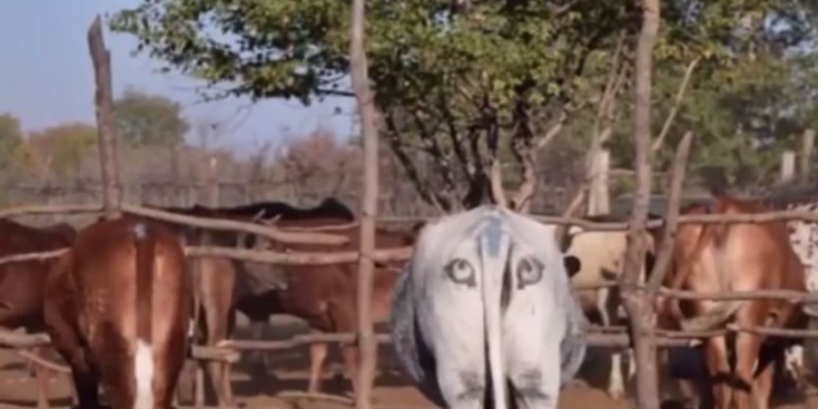 Они не шутят. В Африке коровам на попах стали рисовать большие глаза – чтобы отпугивать львов