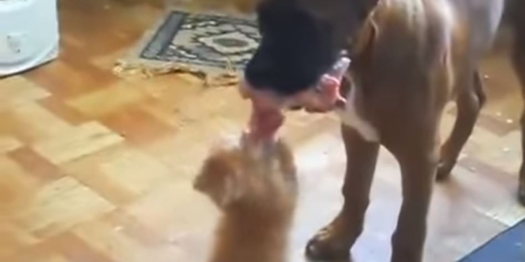 Каждый сам за себя. Котенок решил вырвать мясо из собачье пасти