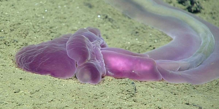 На дне Марианской впадины зафиксировали множество неизвестных ранее существ