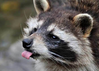 Наглый енот украл мусорный бак