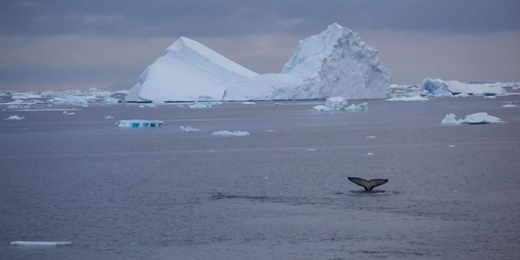 Что там у айсберга под водой? Этим туристам повезло – на их глазах айсберг перевернулся