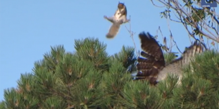 Спасаясь от ястреба, белка исполнила прыжок в стиле ниндзя