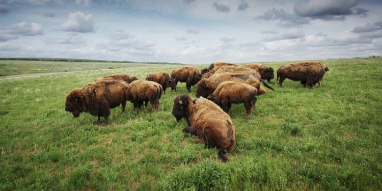 Бизоны, звезды и травы Еланецкой степи: фоторепортаж из Николаевской области для National Geographic