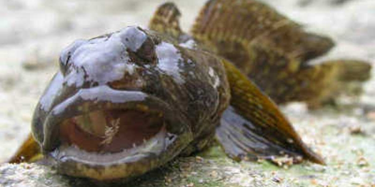 На Тилигульском лимане неподалеку от Коблево трое браконьеров добыли более 1100 бычков