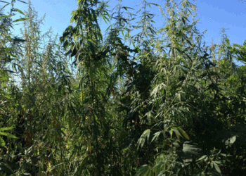 Николаевские полицейские изъяли 100 кустов конопли, которую вырастил на своем участке бывший №1 местной “Свободы”