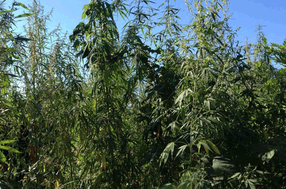 Николаевские полицейские изъяли 100 кустов конопли, которую вырастил на своем участке бывший №1 местной “Свободы”