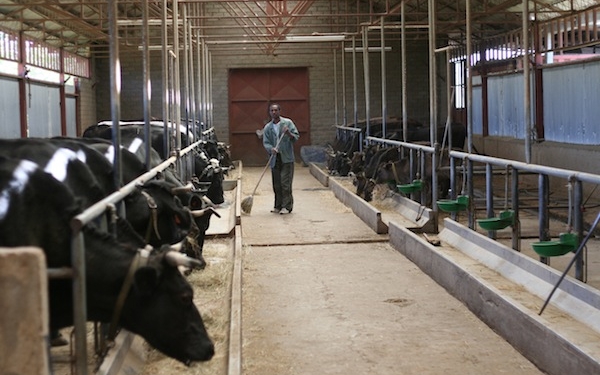 Panasonic развивает инновационное животноводство в Японии: корпорация представила концепт «умной» фермы