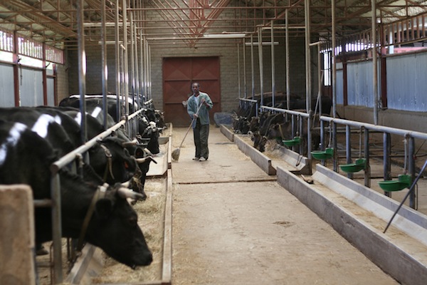 Panasonic развивает инновационное животноводство в Японии: корпорация представила концепт «умной» фермы 1