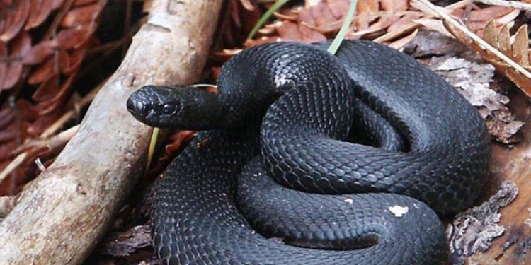 Харьковщину атакуют ядовитые змеи