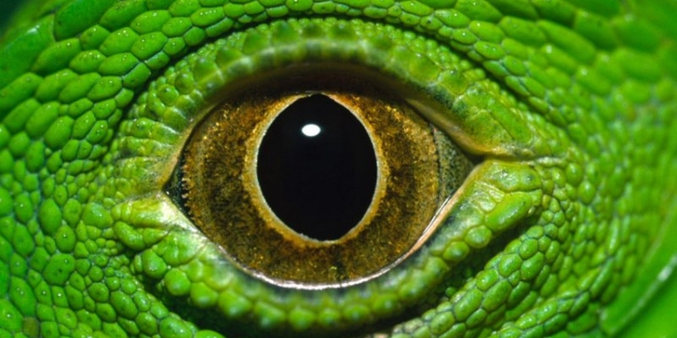 Посмотрите на мир глазами животных