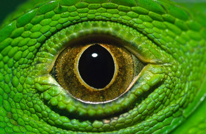 Посмотрите на мир глазами животных 1