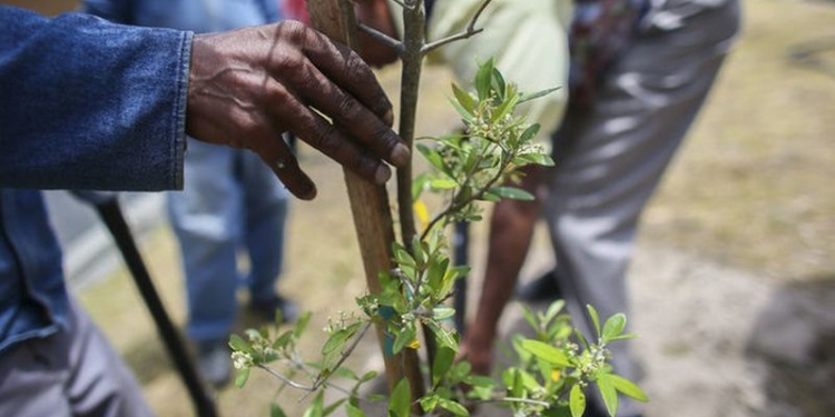 В Индии установили мировой рекорд – за сутки посадили 49 миллионов деревьев