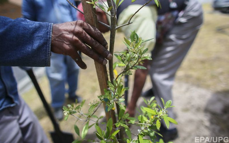В Индии установили мировой рекорд - за сутки посадили 49 миллионов деревьев 1