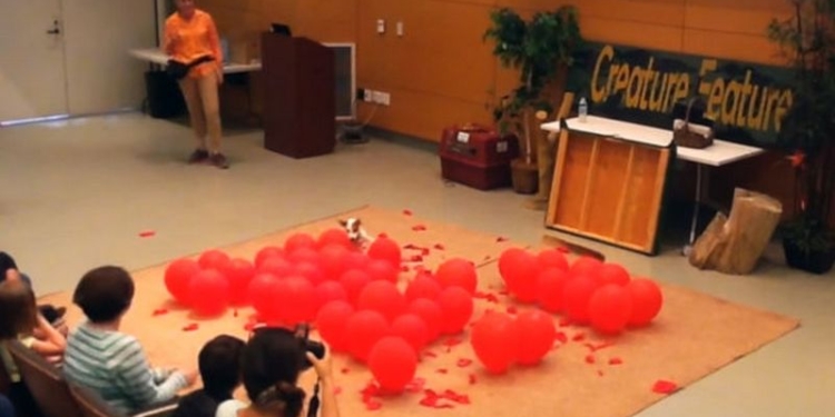 Джек-рассел-терьер установил рекорд Гиннеса по скоростному лопанью воздушных шариков