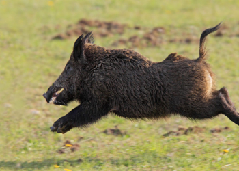 В Корее дикий кабан атаковал ресторан
