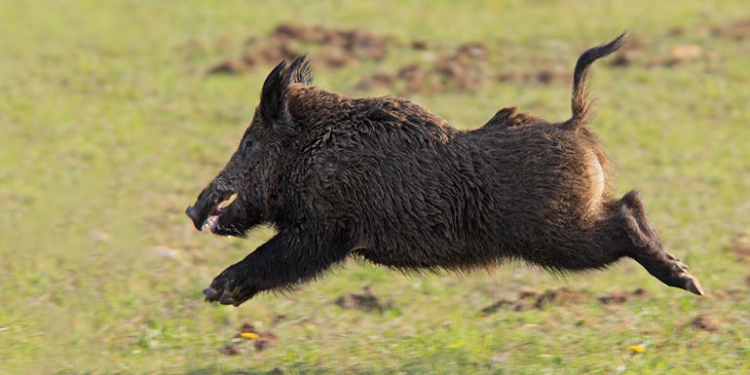 В Корее дикий кабан атаковал ресторан