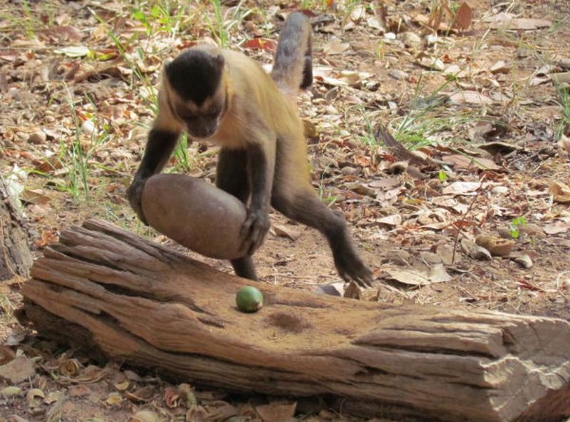 Археологи обнаружили древние каменные орудия южноамериканских обезьян 1