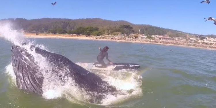 Серфингистка столкнулась с китом