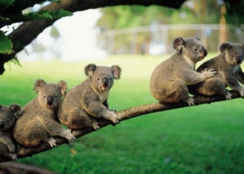 Коалы за несколько месяцев научились пользоваться подземными переходами