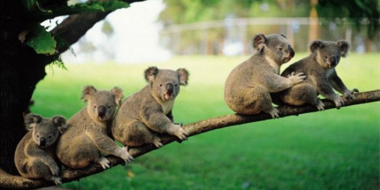 Коалы за несколько месяцев научились пользоваться подземными переходами