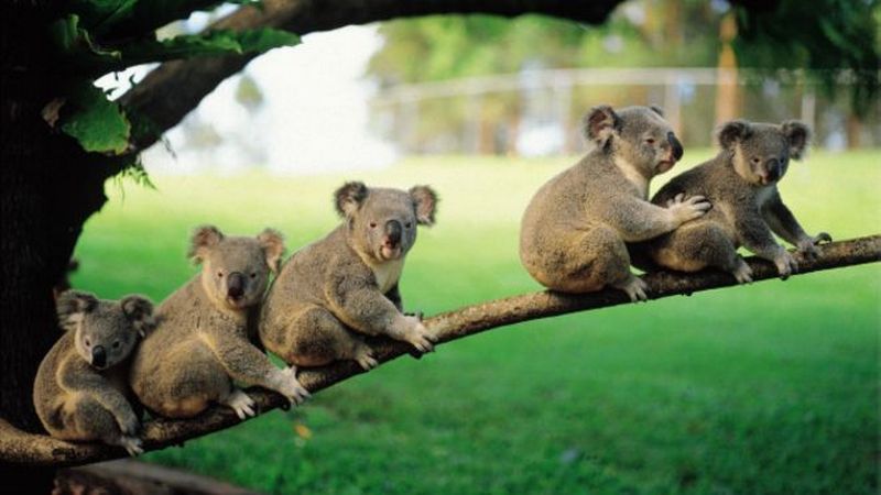 В Австралии на треть сократилась популяция коал 1