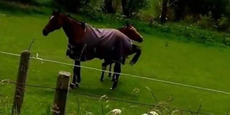 Конь-рокер стал звездой сети