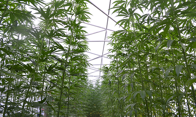 Украинская компания хочет экспортировать коноплю и построить завод для ее переработки