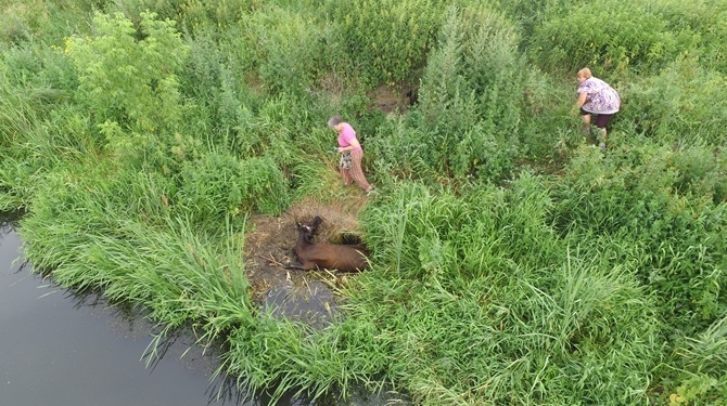 Под Киевом дрон спас корову