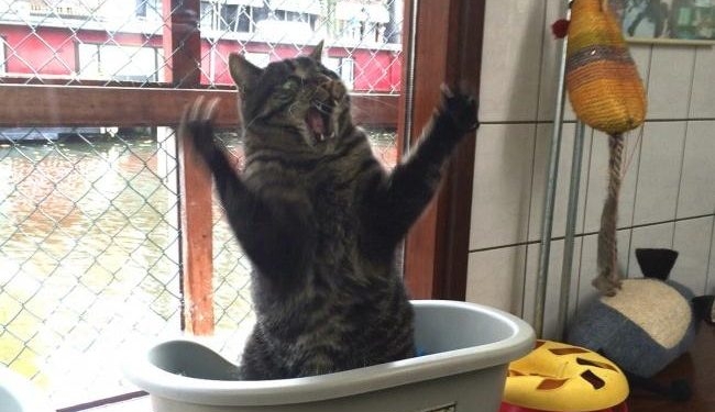 Самые обаятельные и привлекательные. Всех переплюнули…кошки