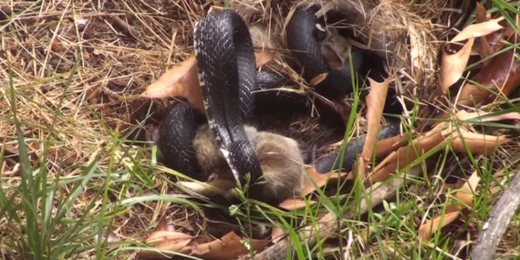 Мать, защищающая детей, это всегда серьезно. Даже если речь идет о крольчихе и змее