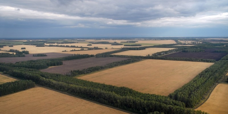 Николаевщина – в числе регионов, где зафиксированы самые большие потери защитных лесополос