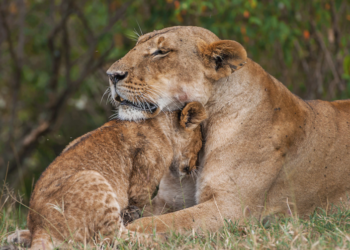 Как львицы всем прайдом спасали львенка