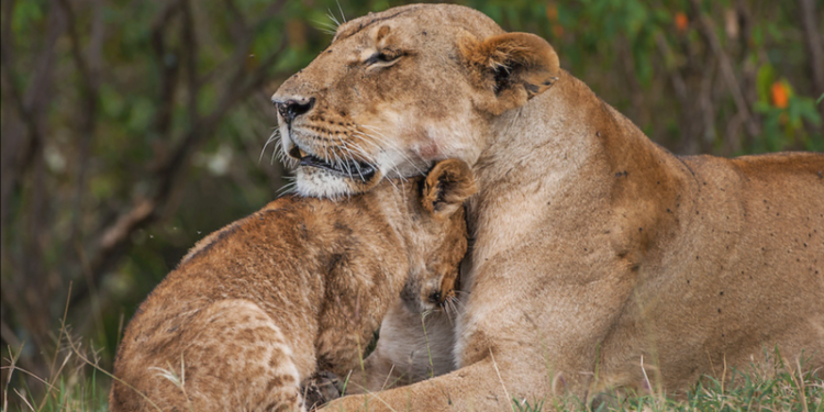 Как львицы всем прайдом спасали львенка