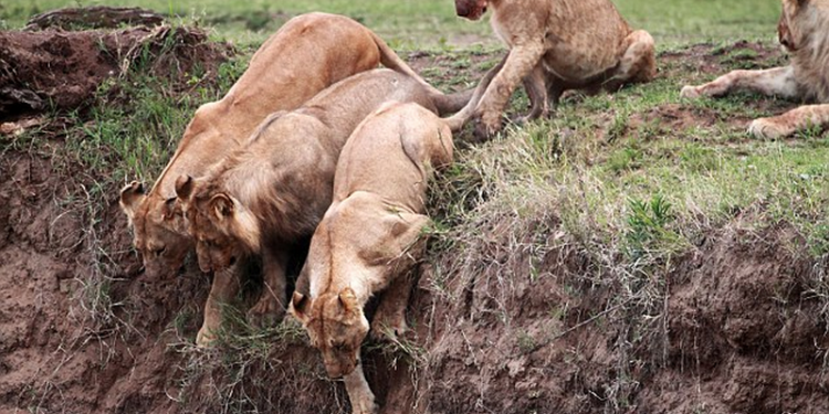 Как львицы всем прайдом спасали львенка