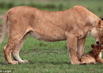 Как львицы всем прайдом спасали львенка