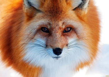 В Лондоне лиса вынесла из частного дома пульт от PlayStation. Впрочем, не только его