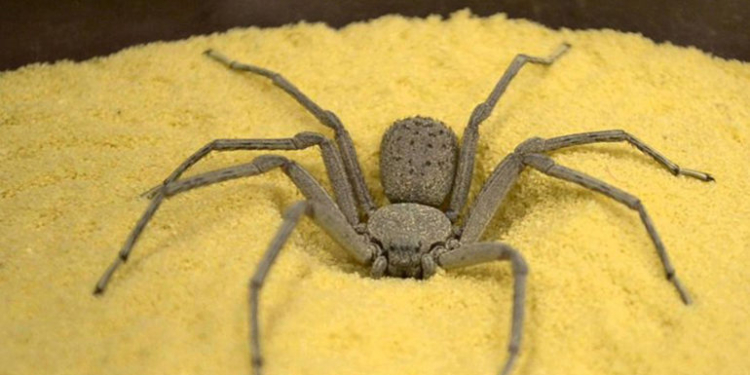 Неизвестный ранее науке «зубастый» паук обнаружен на юго-востоке Чешской республики