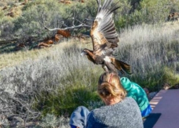 В Австралии гигантский орел пытался унести ребенка