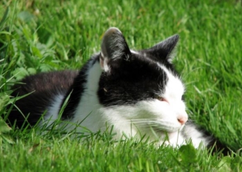 Погода на сегодня: в Украине без осадков, температура до +28