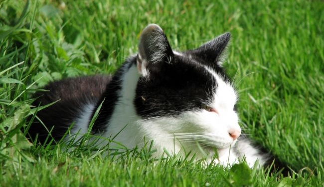 Погода на сегодня: в Украине без осадков, температура до +28