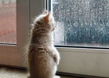 Погода на сегодня: в Украине местами дожди, температура до +30